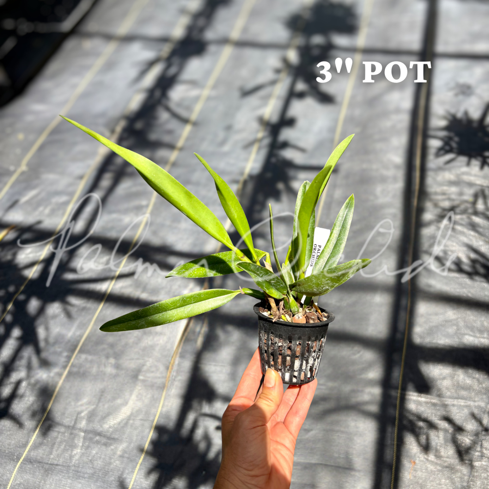 Rlc. Paradise Rose 'My Valentine' — Palmer Orchids